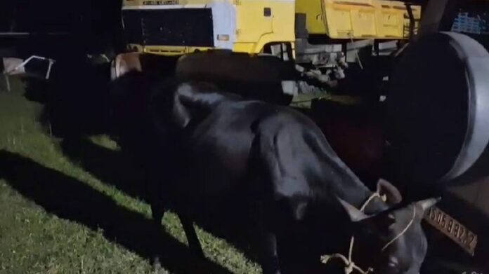 Kamrup Police Seize 16 Cattle, Arrest Three in Suspected Smuggling Attempt