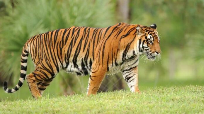 Assam Emerges as Model for Tiger Conservation, Says Himanta Biswa Sarma on International Tiger Day