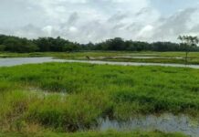 Borjuli in Assam’s Sonitpur Declared Biodiversity Heritage Site for Wild Rice Conservation Borjuli in Assam’s Sonitpur Declared Biodiversity Heritage Site for Wild Rice Conservation