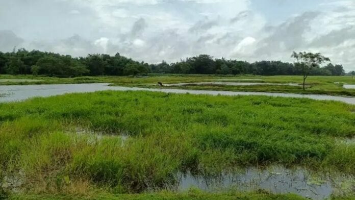 Borjuli in Assam’s Sonitpur Declared Biodiversity Heritage Site for Wild Rice Conservation