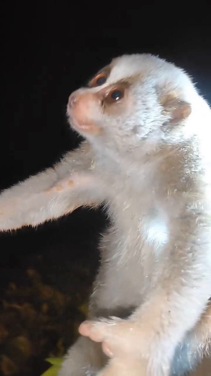 Rare Slow Loris Recorded for the First Time in Assam’s Sonai Rupai Wildlife Sanctuary