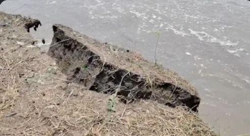 Brahmaputra Erosion Threatens Satbhendi Village in Goalpara, Farmers Forced to Harvest Jute Early