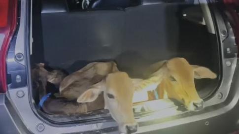 Six Cattle Rescued After Police Chase Ends in Crash on NH-127B in Assam’s Dhubri