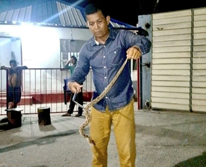 Two Russell’s Vipers Rescued in Sonitpur This Year