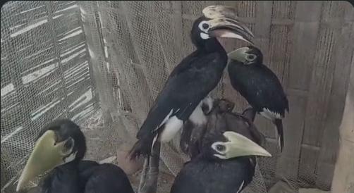 Assam Villager Turns Moran into Safe Haven for Endangered Hornbills Through 28 Years of Bird Rescue