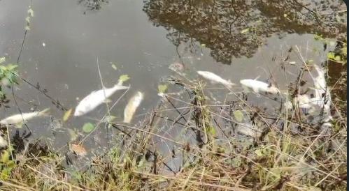 Mass fish deaths in historic Dibrugarh community pond spark demand for probe