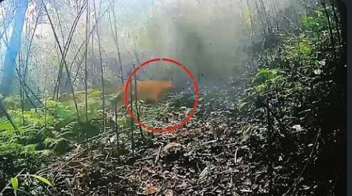 Endangered Dhole Recorded for First Time in Manipur’s Shirui Forests
