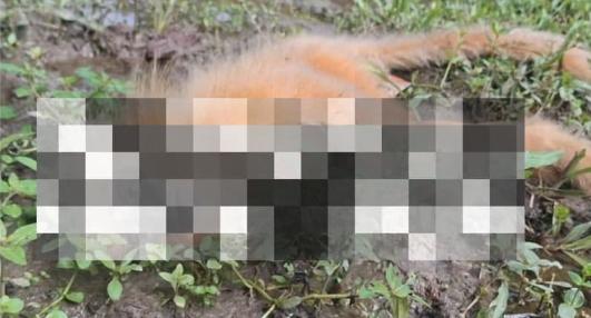Endangered Golden Langur Electrocuted in Assam's Bongaigaon, Residents Threaten Highway Protest