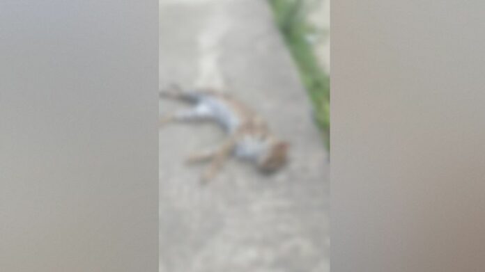 Leopard cat found dead by roadside in Kamrup, probe underway