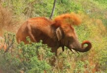 Woman Killed in Wild Elephant Attack in Assam’s West Karbi Anglong Woman Killed in Wild Elephant Attack in Assam’s West Karbi Anglong