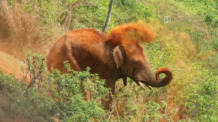 Woman Killed in Wild Elephant Attack in Assam’s West Karbi Anglong