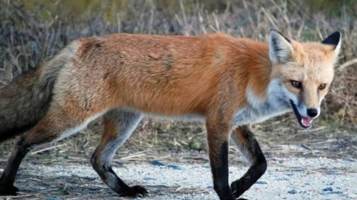 Fox Attack Injures Eight in Assam’s Cachar, Four Seriously Hurt