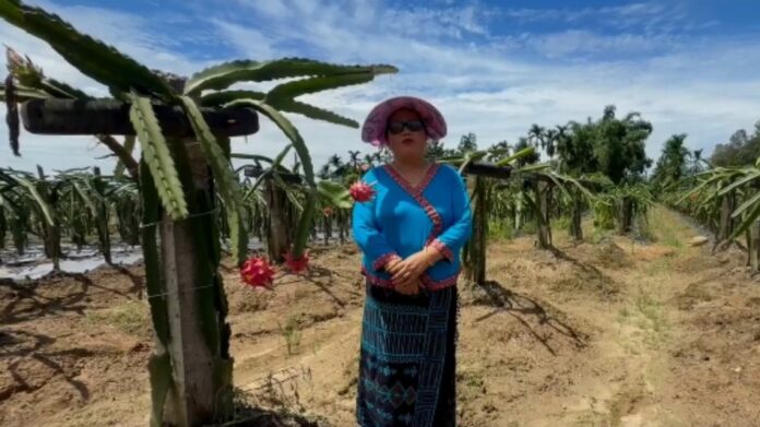 Dragon Fruit Farming Gains Ground in Arunachal Pradesh as Farmers Explore High-Value Horticulture