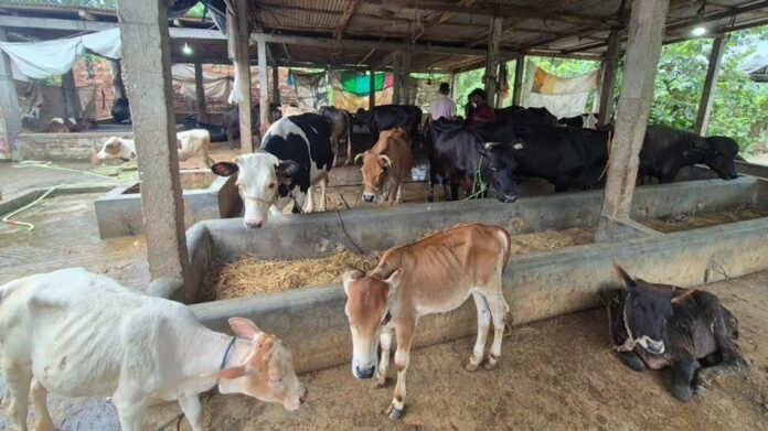 Assam Police Bust Alleged Illegal Slaughterhouse in Nagaon, Seize 285 Kg Suspected Beef