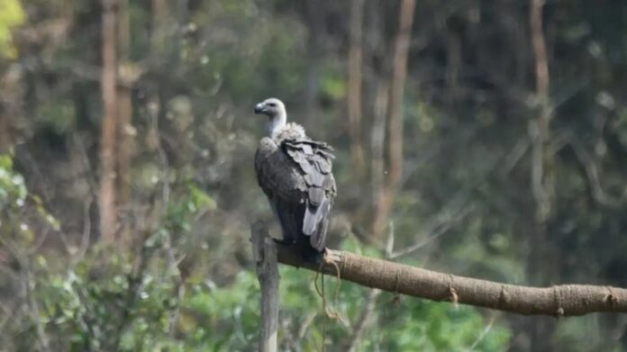 Assam conducts global-first soft release of captive-bred vultures