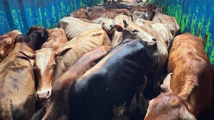 Kaliabor Police rescue 76 cattle from two container trucks