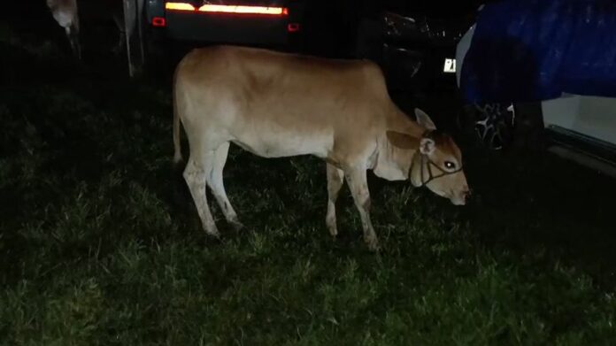 Rupohihat Police Seize Seven Cattle During Raid in Nagaon