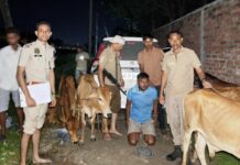 Police foil cattle smuggling attempt, arrest man in Dhubri Police foil cattle smuggling attempt, arrest man in Dhubri