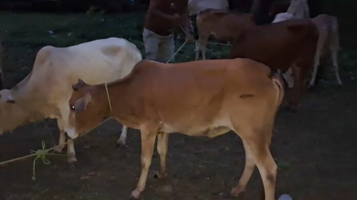 Mikirbheta Police Seize 44 Cattle, Arrest Suspected Smugglers in Morigaon