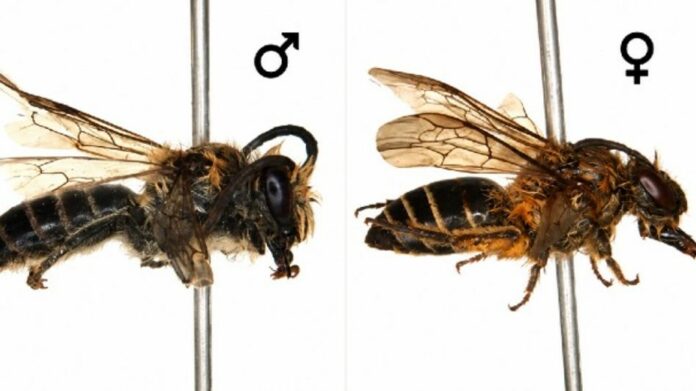 Rare Himalayan Bee Recorded in India for First Time in Arunachal Pradesh’s Tawang