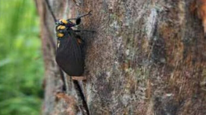 Rare Black-and-Golden Cicada Recorded in India for First Time at Assam’s Manas National Park
