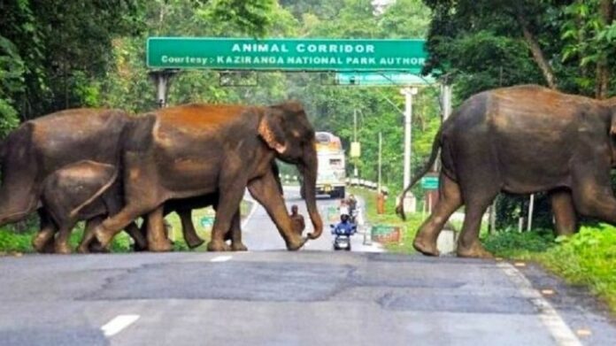 Himanta Biswa Sarma Clarifies Kaziranga Eco-Sensitive Zone Position, Says 10-Km Provision Continues for Now