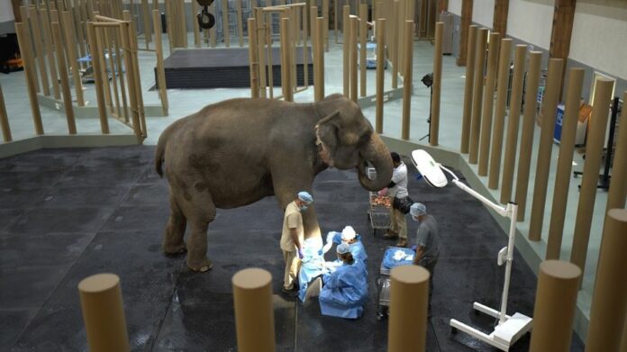 Vantara Foundation Proposes Three Wildlife Rescue Centres in Assam