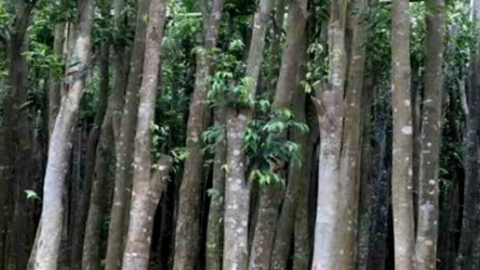 Centre Promotes Sustainable Agarwood Cultivation and Exports in Tripura, Northeast