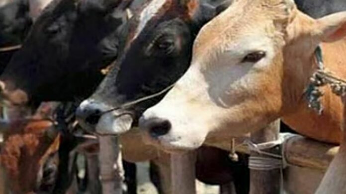FMD Outbreak in Arunachal’s Dibang Valley Triggers Joint Containment Drive