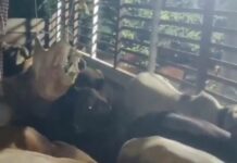 32 Cattle Rescued From Suspected Smuggling Attempt in Assam’s Mayong 32 Cattle Rescued From Suspected Smuggling Attempt in Assam’s Mayong