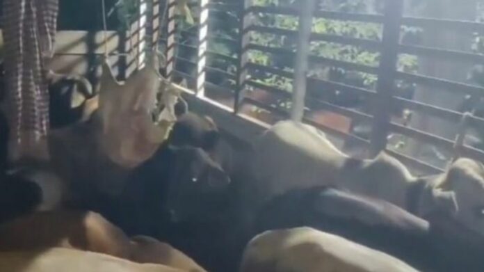 32 Cattle Rescued From Suspected Smuggling Attempt in Assam’s Mayong