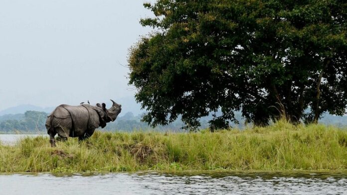 Assam clarifies Kaziranga boundary unchanged amid ESZ rationalisation