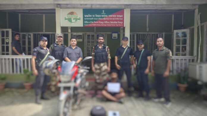 Tokay Gecko Seized, Man Held for Alleged Wildlife Trade in Assam