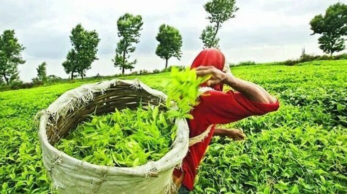 Tripura to Hold First Live Tea Auction in Agartala in September