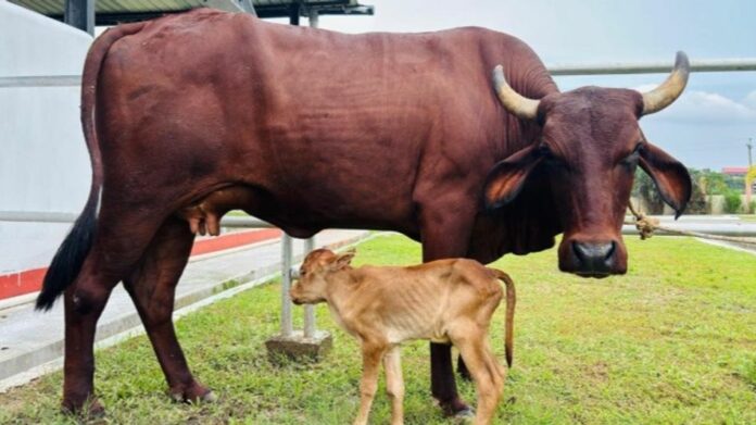 World’s First IVF Female Calf of Assam’s Indigenous Lakhimi Cattle Breed Born