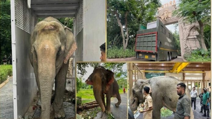 Elephant rescued from Nagaland floodwaters airlifted to Vantara for treatment