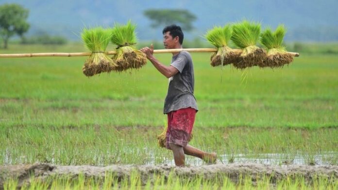 Assam Procures 2.19 Lakh MT Paddy, Benefits Over 17,000 Farmers: Himanta