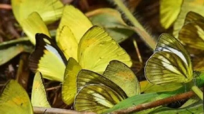 Dihing Patkai records 165 butterfly species in biodiversity trail