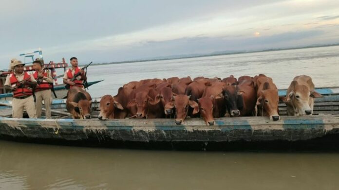 Dhubri Police rescue 20 bovine animals, arrest three over alleged smuggling