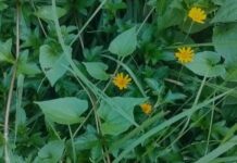 Parthenium Weed Spread Raises Concerns in Kaliabor Parthenium Weed Spread Raises Concerns in Kaliabor