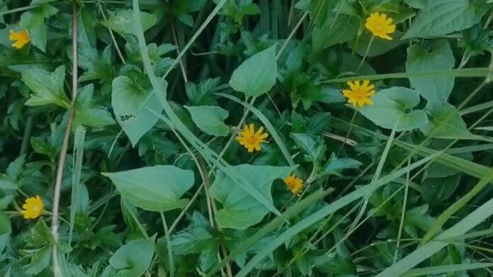 Parthenium Weed Spread Raises Concerns in Kaliabor