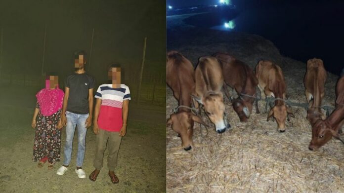 Assam Stops Three Bangladeshi Infiltrators, Seizes 54 Cattle in Separate Operations