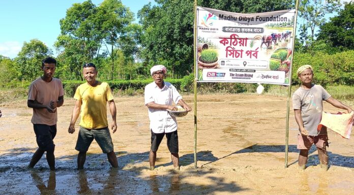 Foundation Begins Distribution of High-Yield Rice Seedlings to Flood-Hit Farmers in Titabar