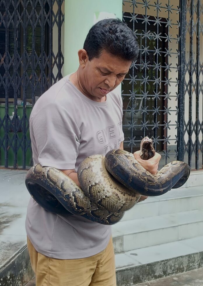 Tezpur records four python rescues in two days amid habitat concerns