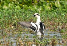 Laokhowa Wildlife Sanctuary: DFO initiates strict action against illegal fishing and fake news