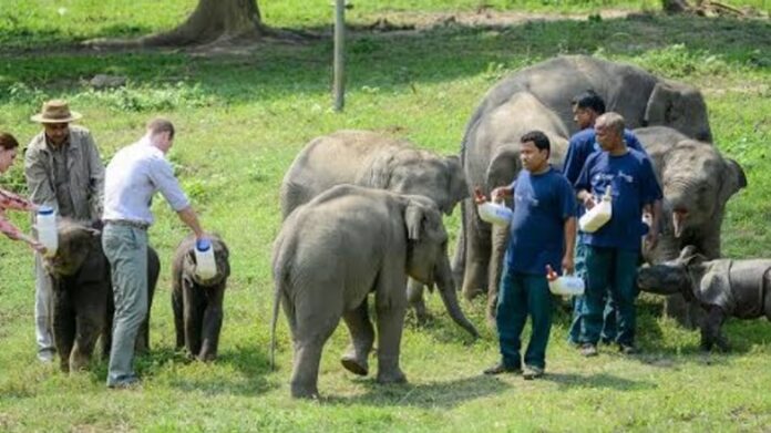 Kaziranga Wildlife Centre Rescues Over 10,000 Animals in 25 Years