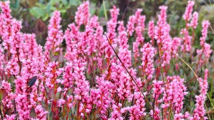 Rare Himalayan Flowers Turn East Sikkim Valleys Pink, Attract Tourists