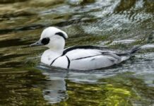 Laokhowa Wildlife Sanctuary records rare Smew for first time