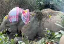 Death of Pregnant Elephant Durga Sparks Demand Probe