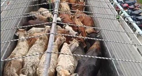30 Cattle Seized from Truck in Assam’s Kaliabor, Three Detained